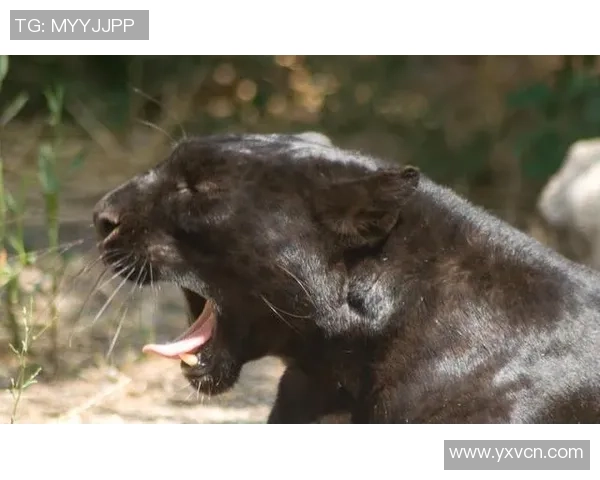 足球明星对决黑豹勇士 谁将笑傲赛场荣耀争锋